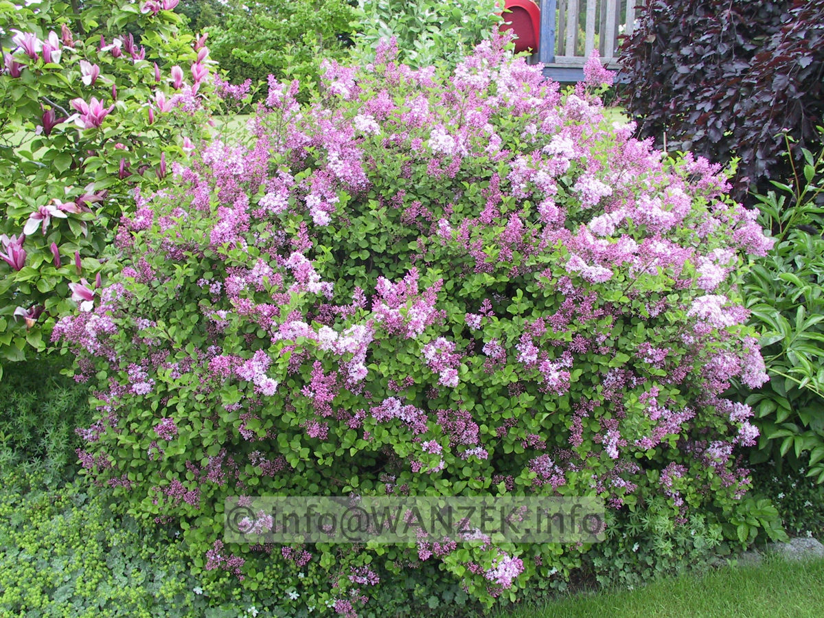 Syringa meyeri Palibin 01.JPG